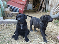 black cane corso puppies